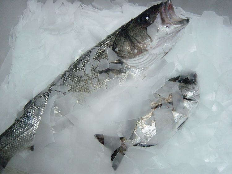 Balık Tazeliği ve Buz Kullanımı